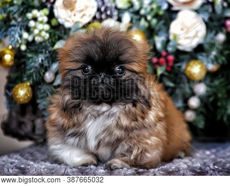 Cute Little Pekingese Puppy In Studio Close Up