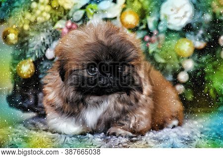 Cute Little Pekingese Puppy