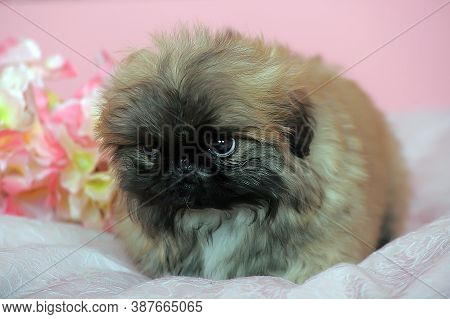 Pekingese Puppy On A Pink Background Close Up