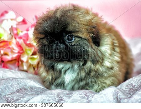 Pekingese Puppy On A Pink Background