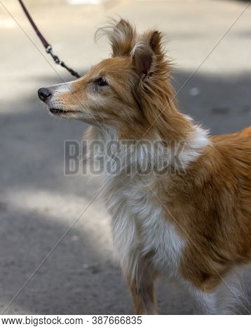 Old 12 Year Old Sheltie Dog