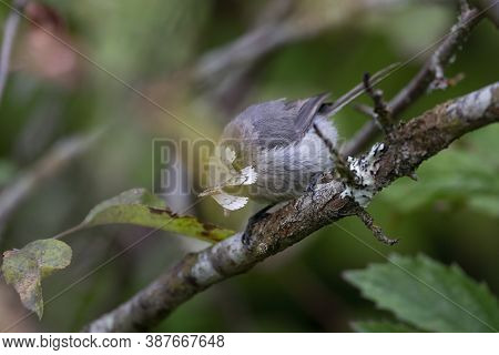 Bushtit Eating Phantom Hemlock Looper Moths At Richmond Bc Canada,