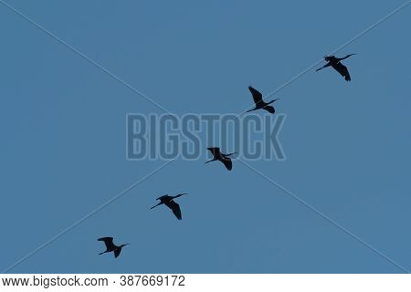 A Group Of Five Ibis Birds Silhouetted Against A Clear Sky As They Fly Together In Formation While M