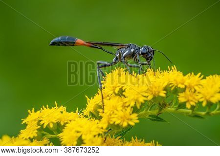 Close Up Of A Common Thread-waisted Wasp (ammophila Procera) Is Busy Pollinating Goldenrod Blooms. R