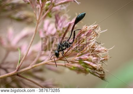 A Species Of Thread-waisted Wasp (eremnophila Aureonotata) Pollinating Some Milkweed Blooms. Raliegh