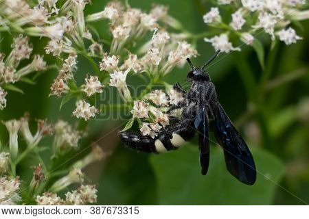 A Double-banded Scoliid Wasp (scolia Bicincta) Works On Pollinating Summertime Blooms. Raleigh, Nort