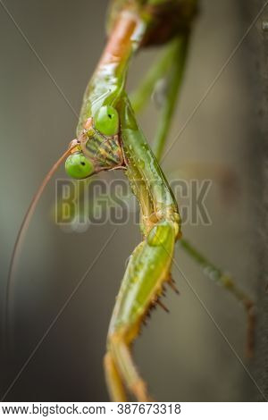 Close Up Of A Female Chinese Mantis (tenodera Sinensis) Drying Out After A Rain. Raleigh, North Caro