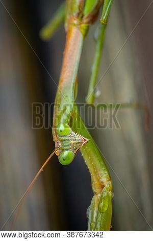 Macro Of A Female Chinese Mantis (tenodera Sinensis) Drying Out After A Rain. Raleigh, North Carolin