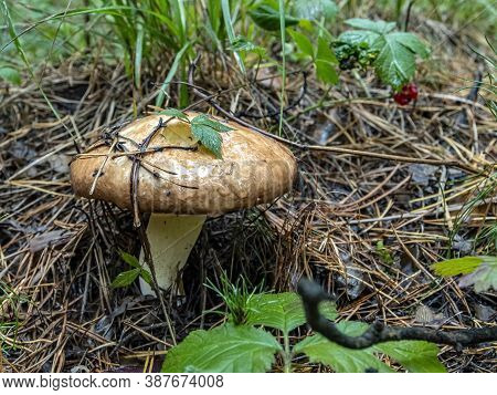 Edible Mushroom With The Latin Name Russula Foetens Grows In The Forest