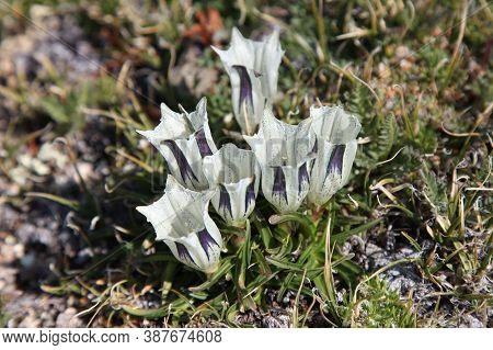 Arctic Gentian (gentiana Algida) Wildflowers In Beartooth Mountains, Montana