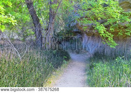 Oasis In Lower Calf Creek Falls Views Of Forest And Horsetail (equisetum Hyemale) Field From The Hik