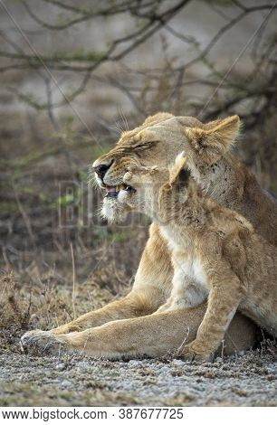 Vertical Portrait Of A Lioness And Her Lion Cub In Ndutu In Tanzania