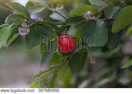 Fresh Red Cherry On The Tree With Sunlight In The Garden.