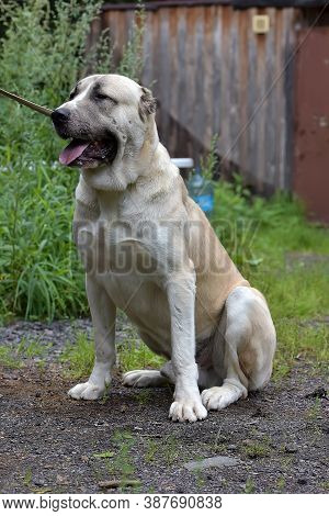Central Asian Shepherd Dog Laying On Grass