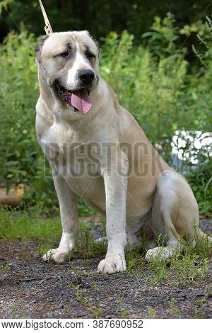 Central Asian Shepherd Dog Laying On Grass
