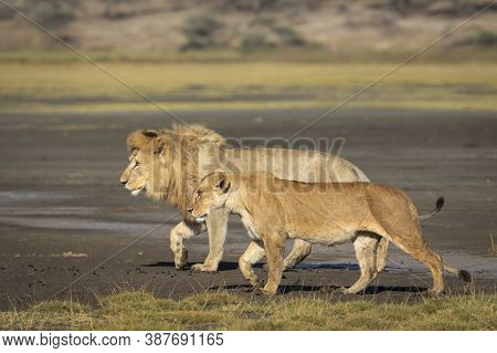 Mating Pair Of Lions Walking Next To Each Other In Ndutu In Tanzania