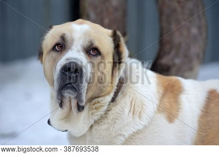 Central Asian Shepherd Dog Alabai Portrait Close Up