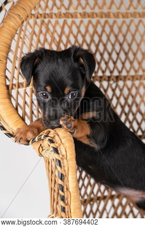 A Portrait Of A Cute Jack Russel Terrier Dog, Standing On A Rattan Chair, Isolated On A White Backgr