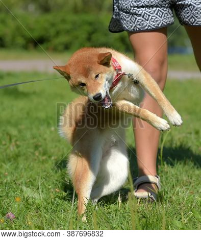 Shiba Ina Jumps Playing On The Grass