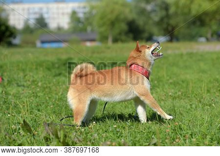 Shiba Ina In The Summer In The Park