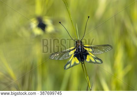 Two Owly Sulphur (libelloides Coccajus) Rare Insect Species Resting On Twig In Tuscany, Italy, April