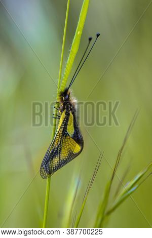 Owly Sulphur (libelloides Coccajus) Rare Insect Species Resting On Twig In Tuscany, Italy, April.