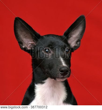 Black And White Eared Puppy Half-breed On A Red Background
