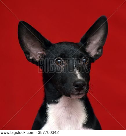 Black And White Dachshund Terrier Mixed Breed Little Dog On Red Background
