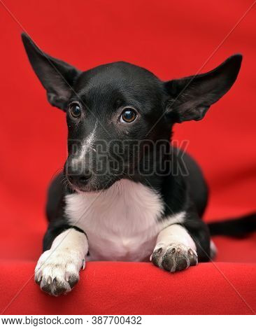 Black And White Eared Puppy Half-breed On A Red Background