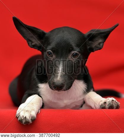Black And White Eared Puppy Half-breed On A Red Background
