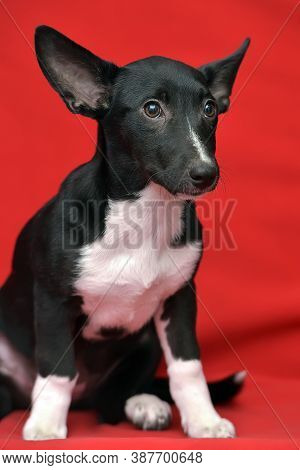 Black And White Eared Puppy Half-breed On A Red Background