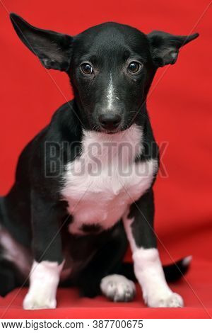 Black And White Eared Puppy Half-breed On A Red Background
