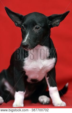 Black And White Eared Puppy Half-breed On A Red Background