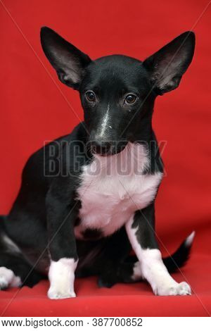 Black And White Eared Puppy Half-breed On A Red Background