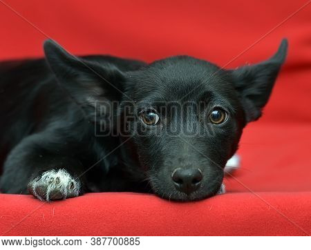 Black And White Eared Puppy Half-breed On A Red Background