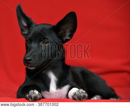 Black And White Dachshund Terrier Mixed Breed Little Dog On Red Background