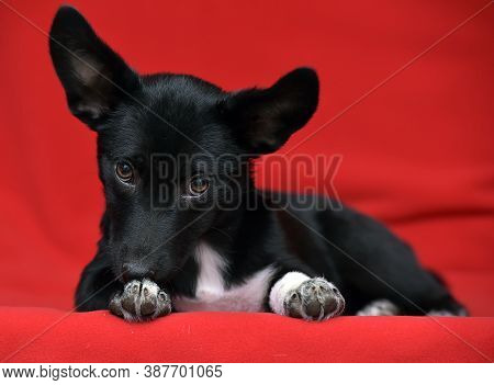 Black And White Eared Puppy Half-breed On A Red Background