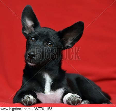 Black And White Eared Puppy Half-breed On A Red Background