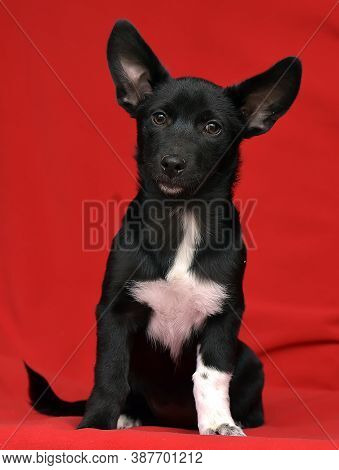 Black And White Eared Puppy Half-breed On A Red Background