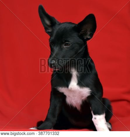 Black And White Eared Puppy Half-breed On A Red Background