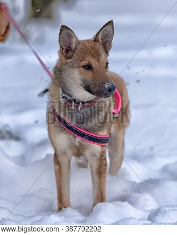 Red Puppy Among Snow
