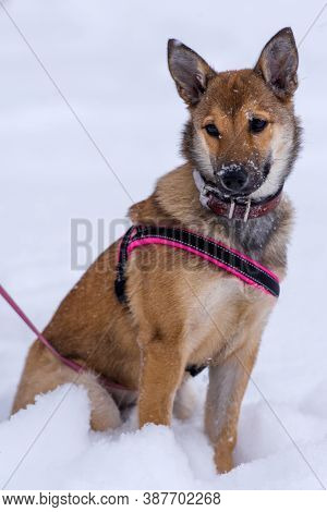 Red Puppy Among Snow