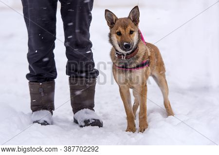 Red Puppy Among Snow