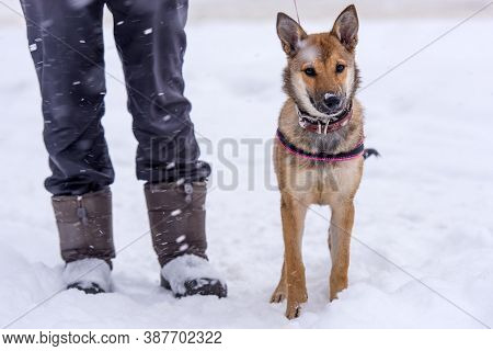 Red Puppy Among Snow