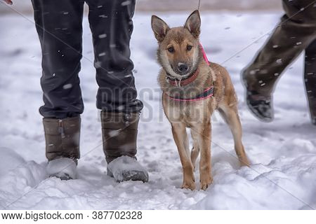 Red Puppy Among Snow
