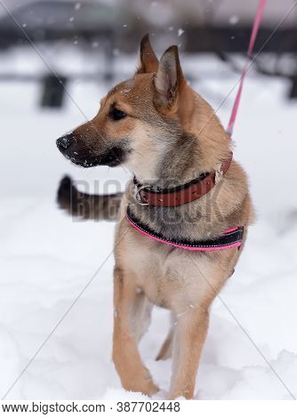 Red Puppy Among Snow