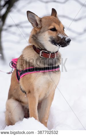 Red Puppy Among Snow