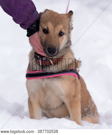 Red Puppy Among Snow