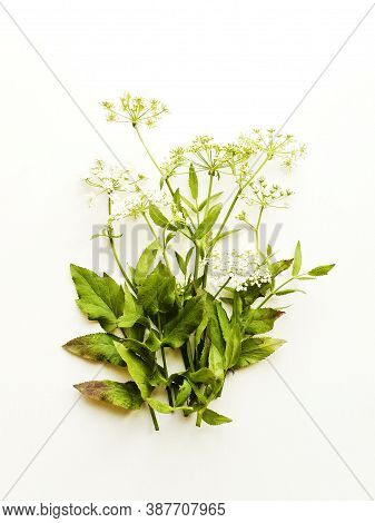 Oenanthe Crocata Flowers