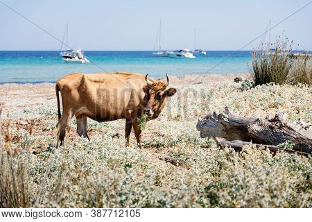 Barcaggio Beach With Cow, Cape Corse, France, Europe